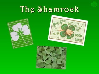 The Shamrock 