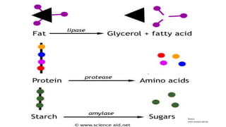 Steps involved in Enzymatic Reactions | PPTX