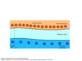 AMABIS, J.M MARTHO, G.R Fundamentos da Biologia Moderna. 3 ed. São Paulo. Editora Moderna v. único, 2003.
Imagem: www.biomania.com.br/citologia/membrana.php
 