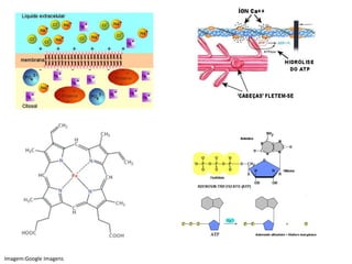 Imagem:Google Imagens
 