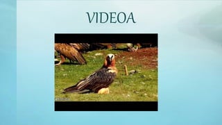 VIDEOA
 