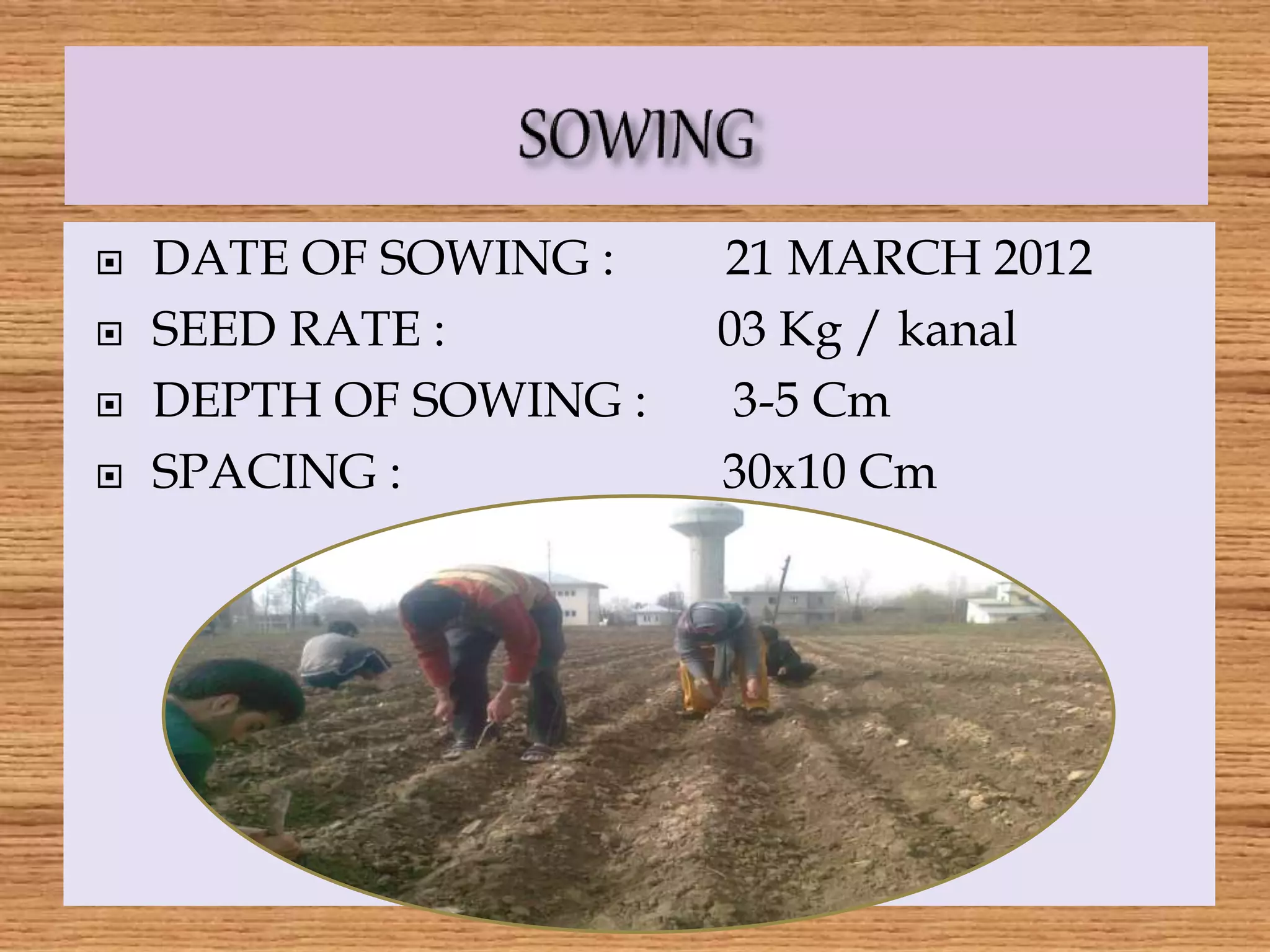  DATE OF SOWING : 21 MARCH 2012
 SEED RATE : 03 Kg / kanal
 DEPTH OF SOWING : 3-5 Cm
 SPACING : 30х10 Cm
 
