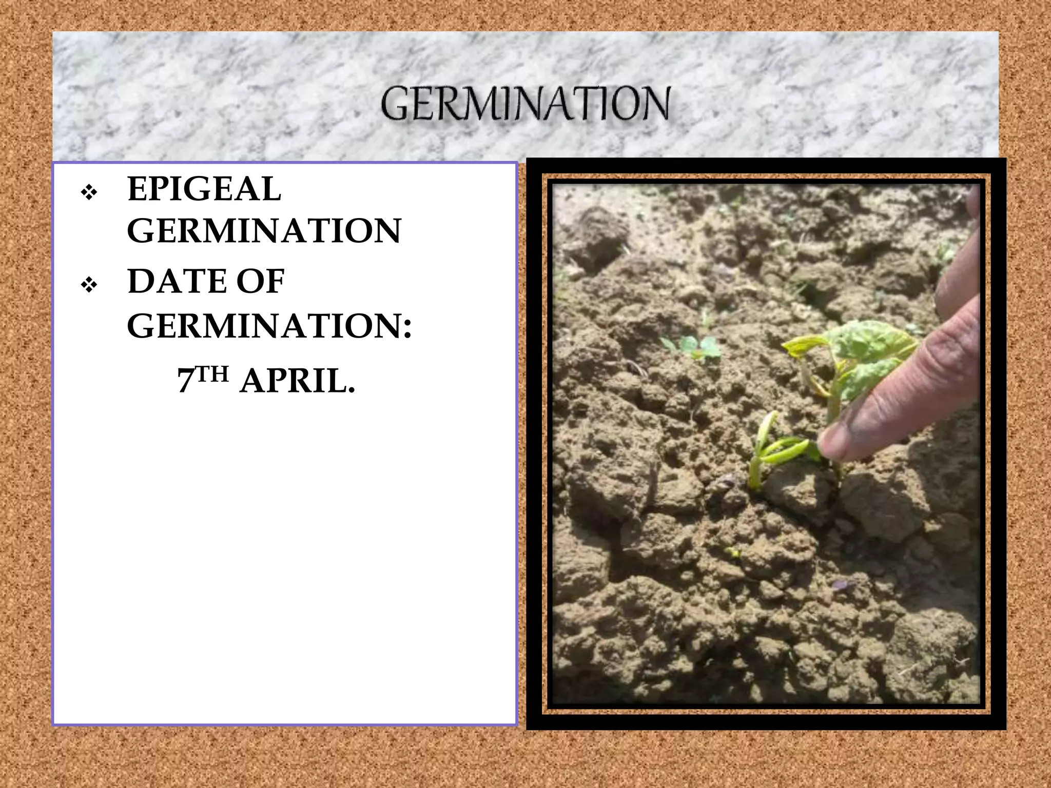  EPIGEAL
GERMINATION
 DATE OF
GERMINATION:
7TH APRIL.
 