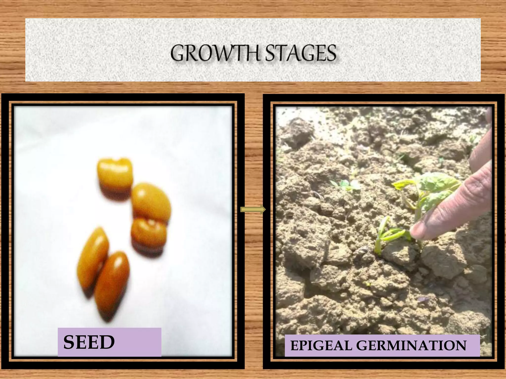 SEED EPIGEAL GERMINATION
 