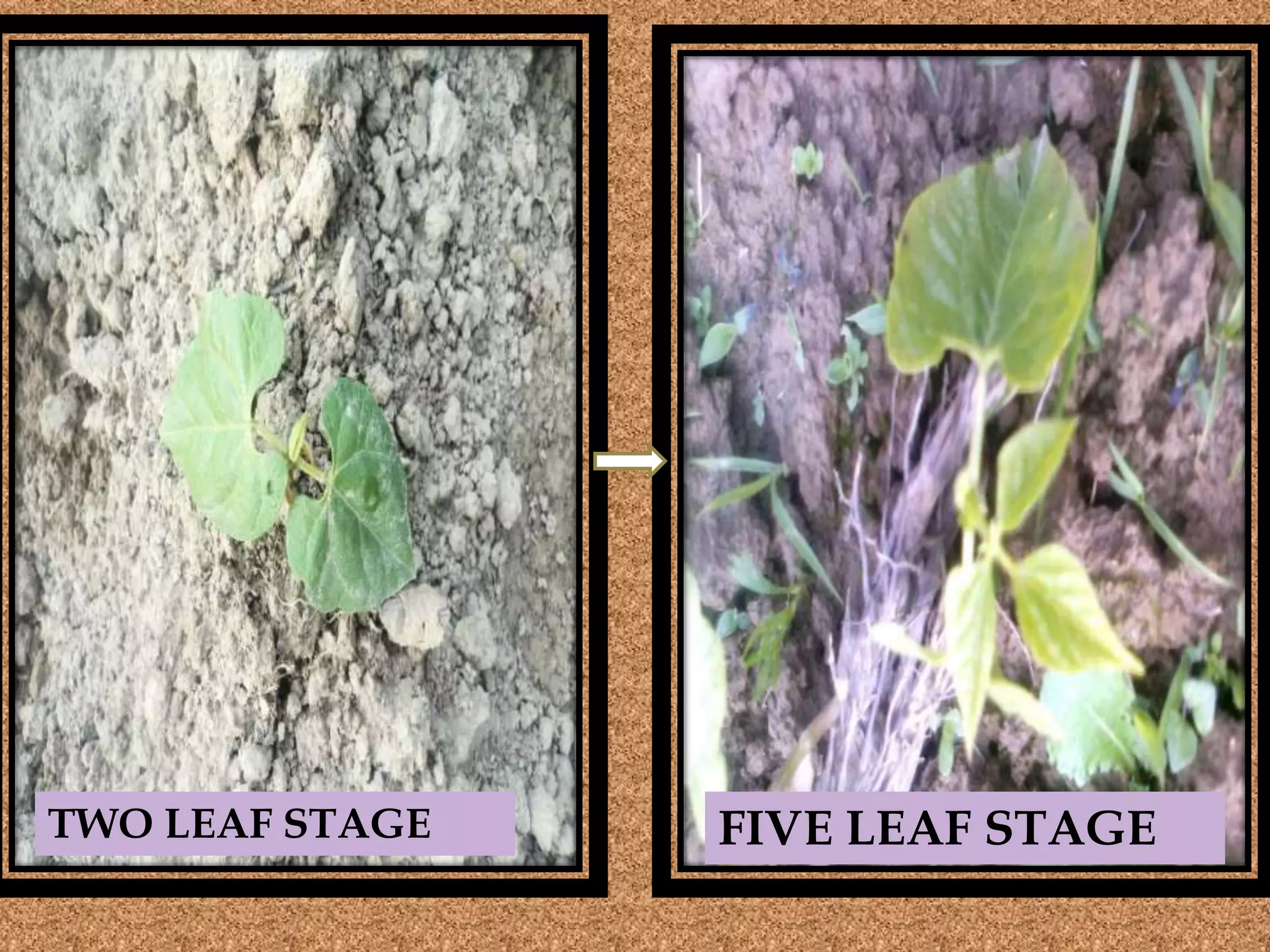 TWO LEAF STAGE FIVE LEAF STAGE
 