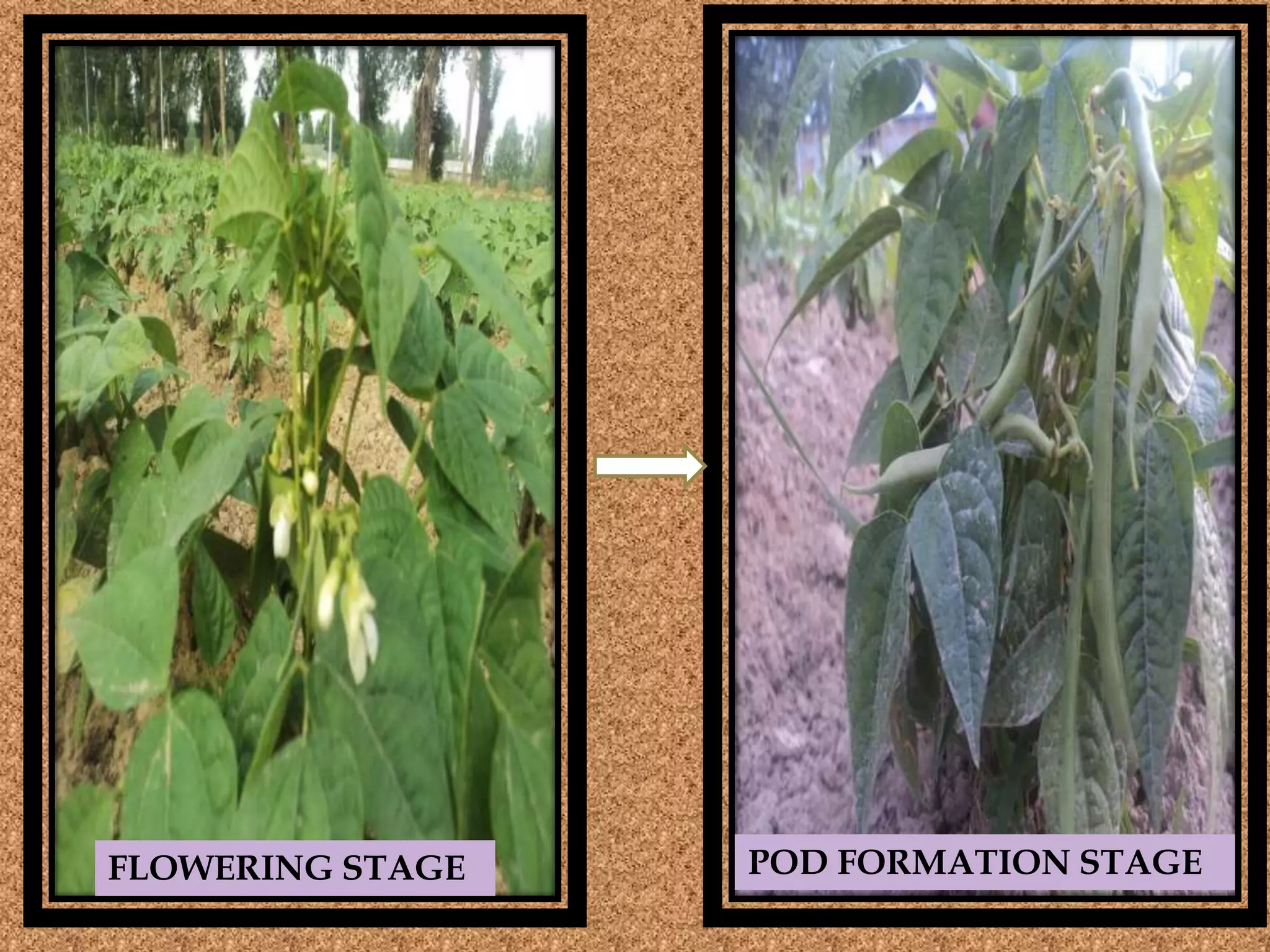 FLOWERING STAGE POD FORMATION STAGE
 