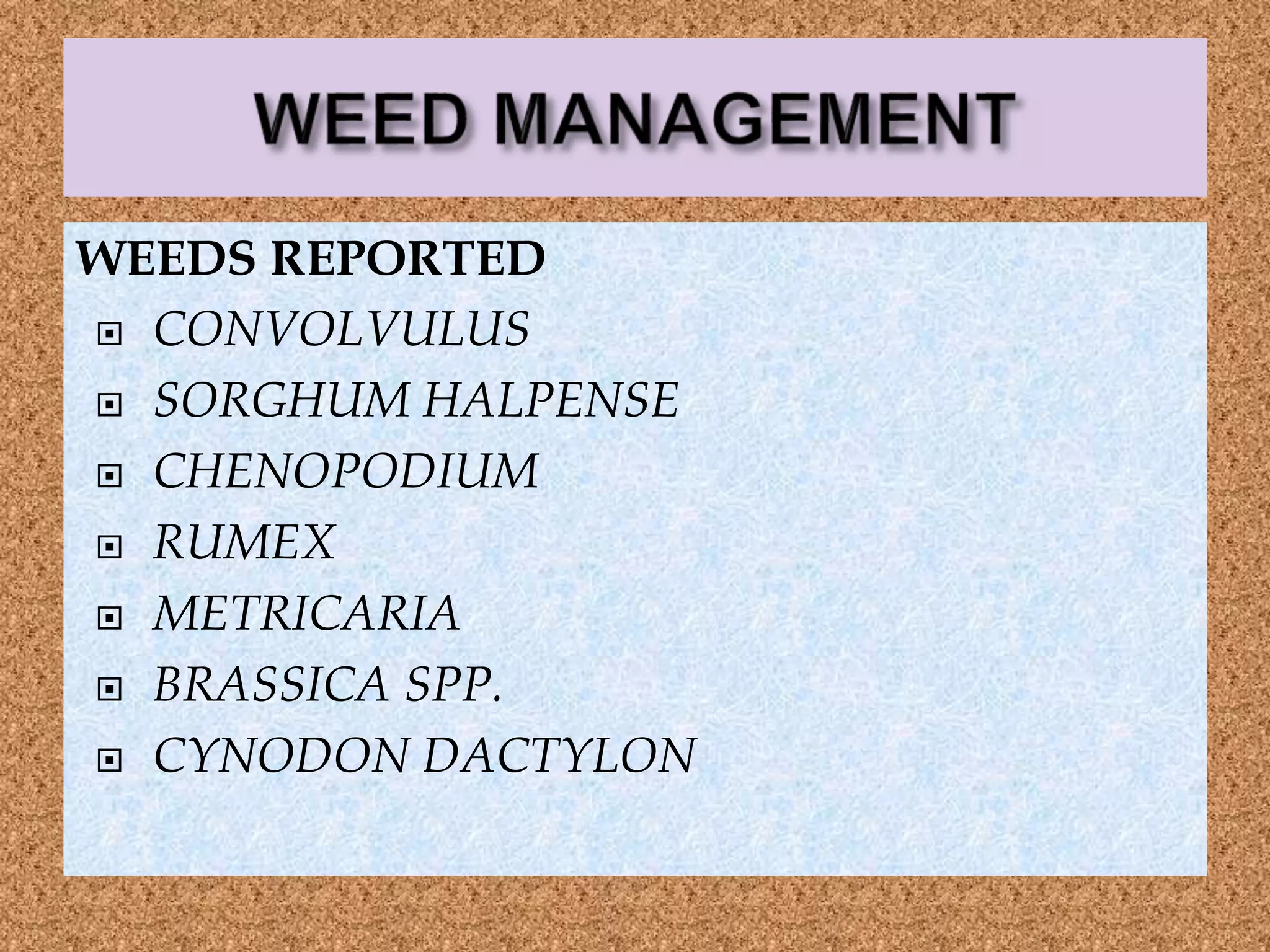 WEEDS REPORTED
 CONVOLVULUS
 SORGHUM HALPENSE
 CHENOPODIUM
 RUMEX
 METRICARIA
 BRASSICA SPP.
 CYNODON DACTYLON
 