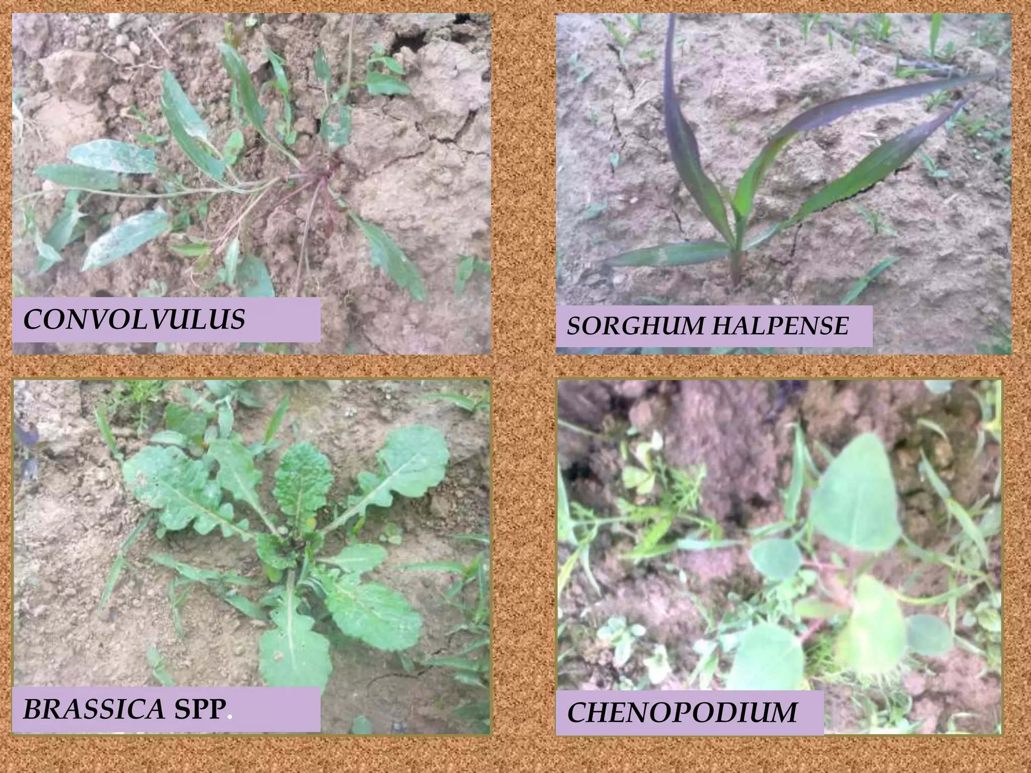 CONVOLVULUS SORGHUM HALPENSE
BRASSICA SPP. CHENOPODIUM
 