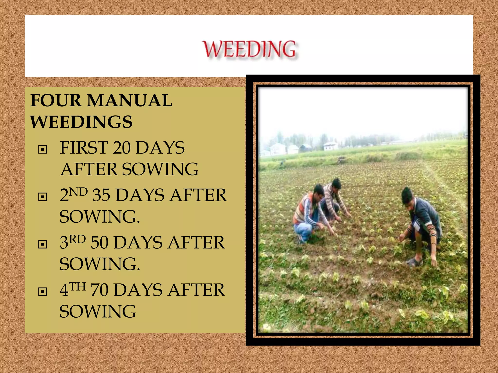 FOUR MANUAL
WEEDINGS
 FIRST 20 DAYS
AFTER SOWING
 2ND 35 DAYS AFTER
SOWING.
 3RD 50 DAYS AFTER
SOWING.
 4TH 70 DAYS AFTER
SOWING
 