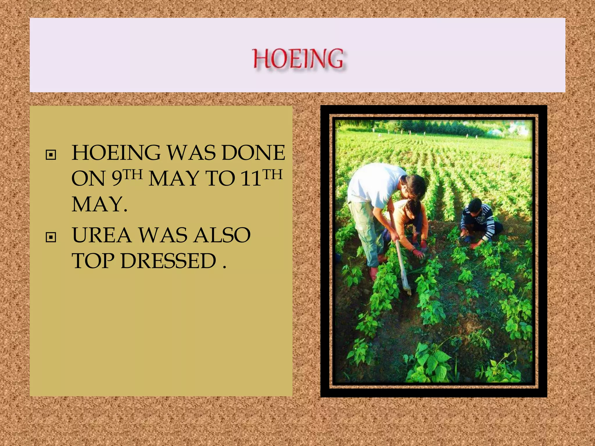  HOEING WAS DONE
ON 9TH MAY TO 11TH
MAY.
 UREA WAS ALSO
TOP DRESSED .
 