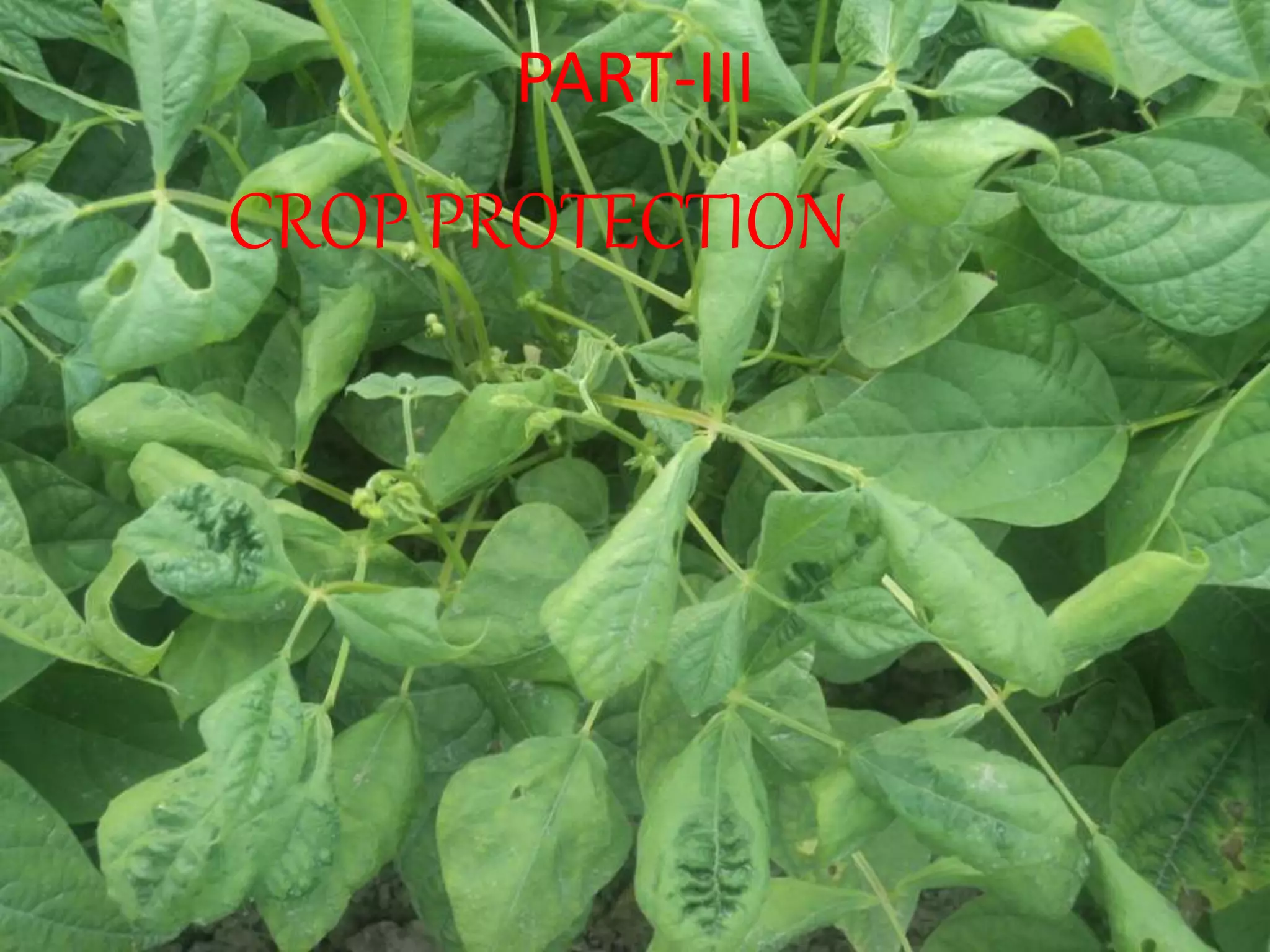 PART-ІІІ
CROP PROTECTION
 
