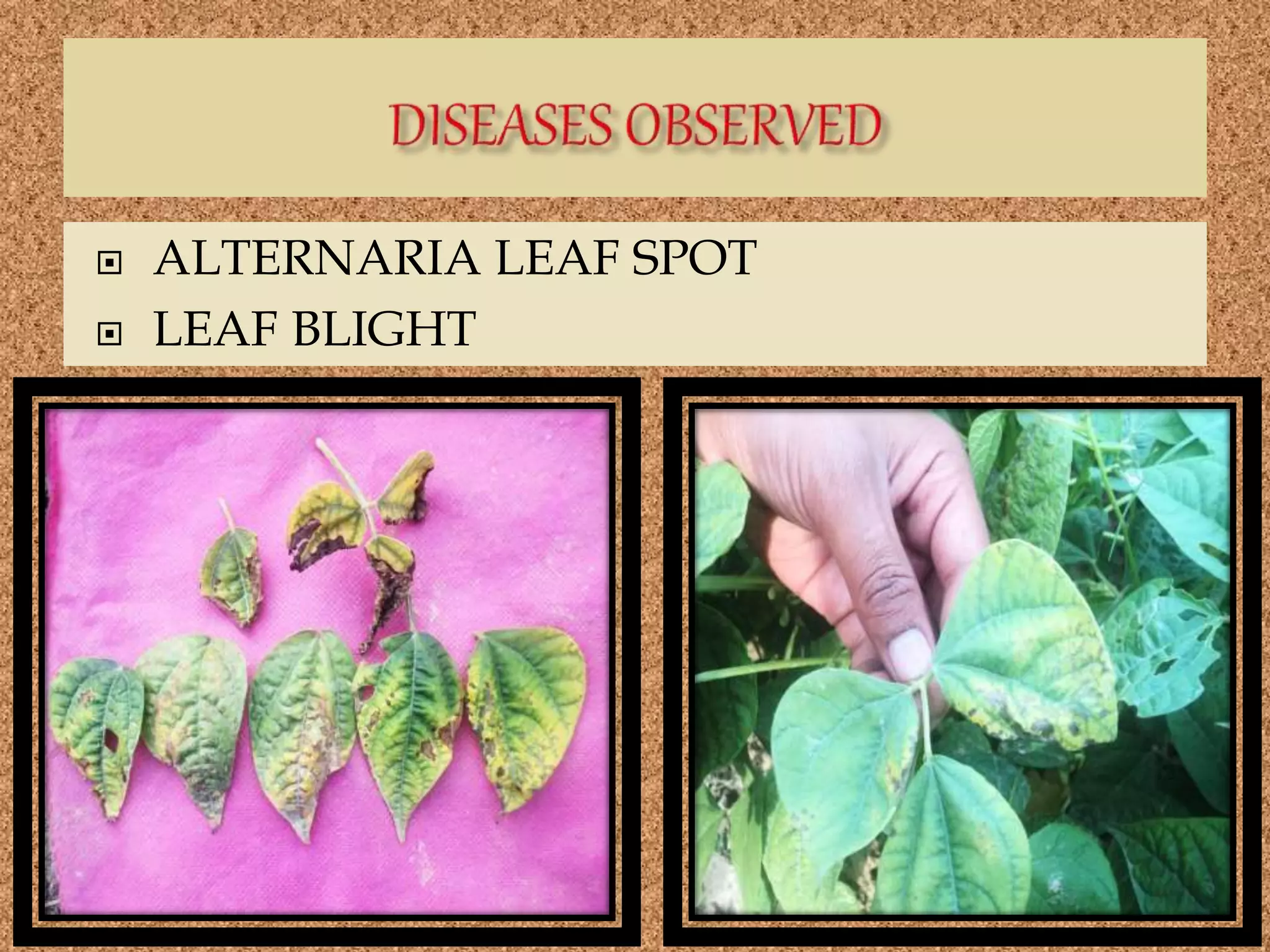  ALTERNARIA LEAF SPOT
 LEAF BLIGHT
 