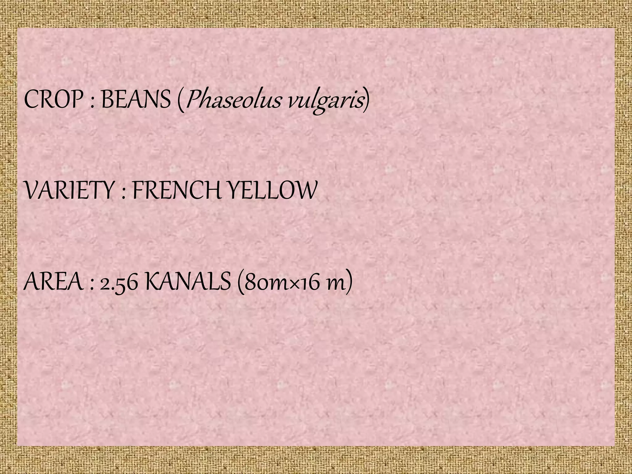CROP : BEANS (Phaseolus vulgaris)
VARIETY : FRENCH YELLOW
AREA : 2.56 KANALS (80m×16 m)
 