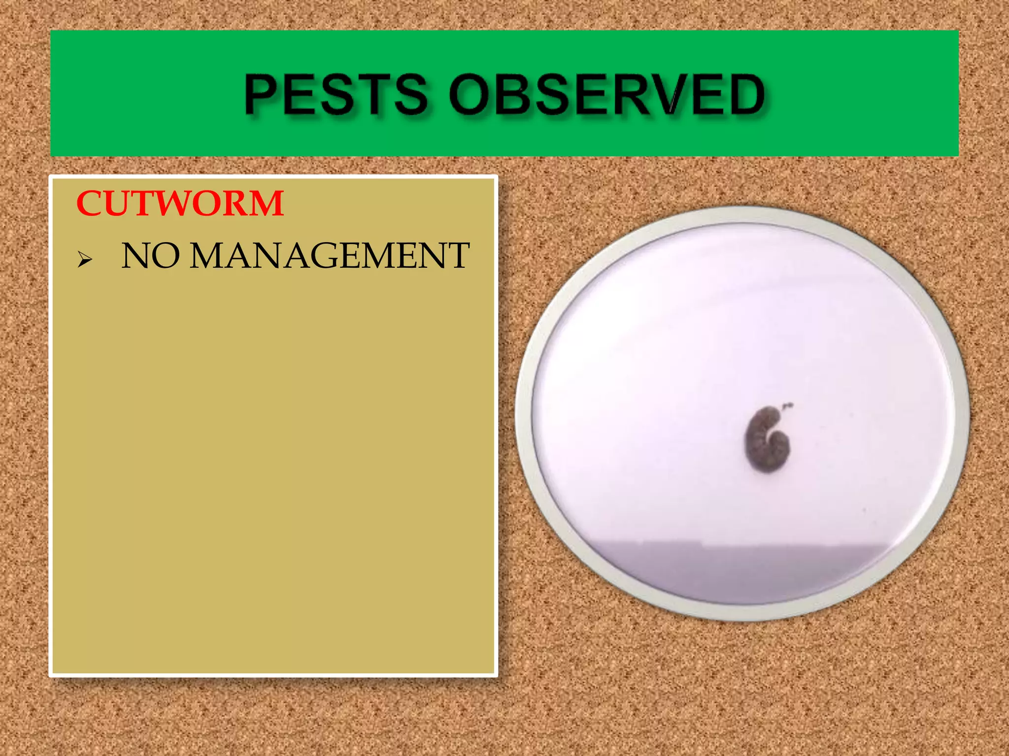 CUTWORM
 NO MANAGEMENT
 