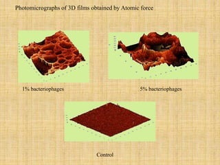 Photomicrographs of 3D films obtained by Atomic force
1% bacteriophages 5% bacteriophages
Control
 