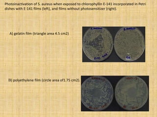 Photoinactivation of S. aureus when exposed to chlorophyllin E-141 incorporated in Petri
dishes with E-141 films (left), and films without photosensitizer (right).
A) gelatin film (triangle area 4.5 cm2)
B) polyethylene film (circle area of1.75 cm2).
 