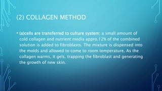 (2) COLLAGEN METHOD
• (a)cells are transferred to culture system: a small amount of
cold collagen and nutrient media appro.12% of the combined
solution is added to fibroblasts. The mixture is dispensed into
the molds and allowed to come to room temperature. As the
collagen warms, it gels, trapping the fibroblast and generating
the growth of new skin.
 