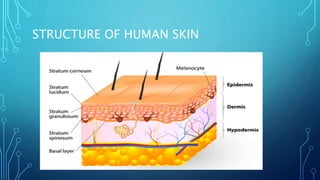 STRUCTURE OF HUMAN SKIN
 