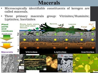 Macerals
• Microscopically identifiable constituents of kerogen are
called macerals.
• Three primary macerals group: Vitrinites/Huminite;
Liptinites; Inertinites
1 2 3 4 5
 