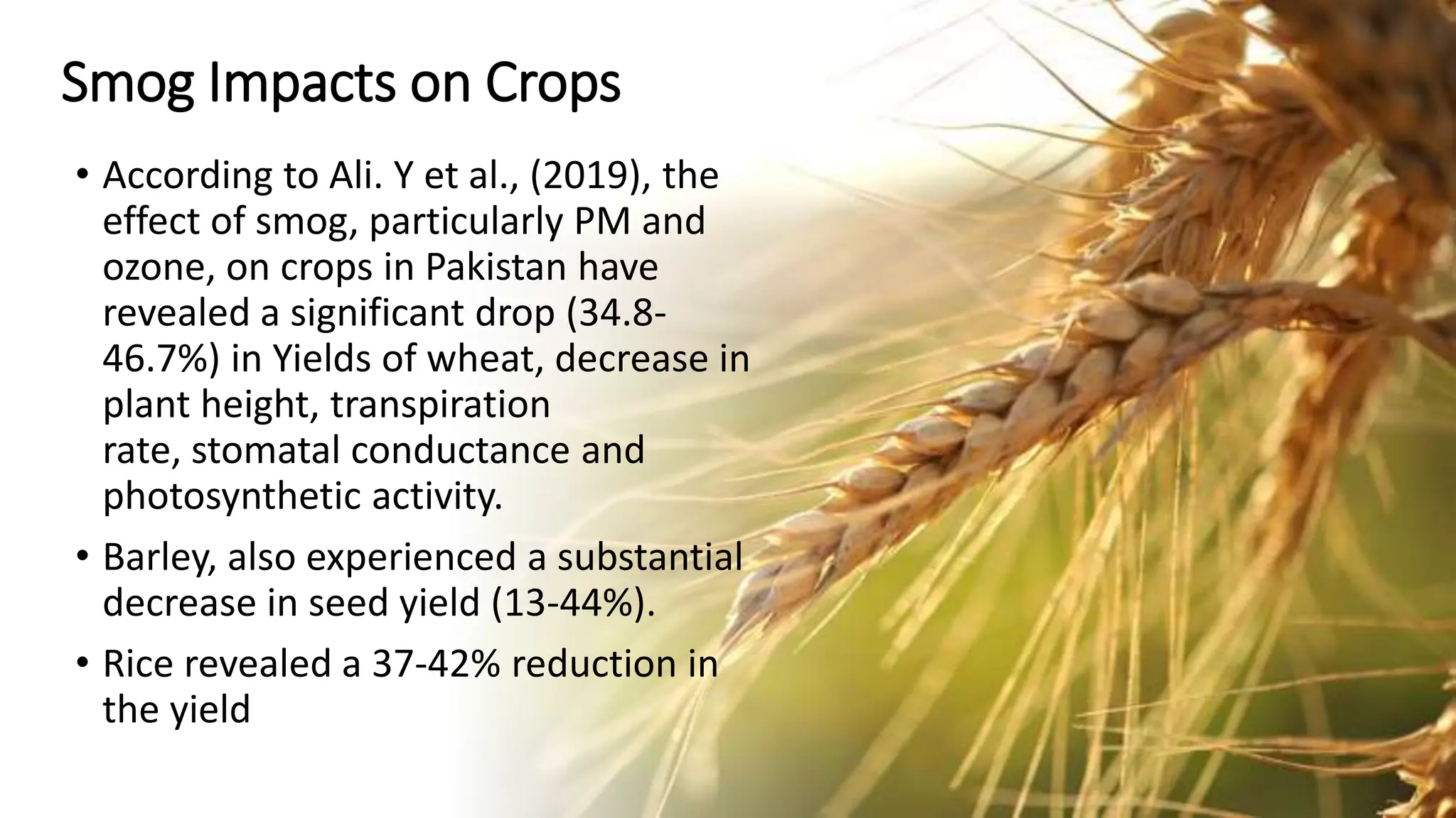 Smog Impacts on Crops
• According to Ali. Y et al., (2019), the
effect of smog, particularly PM and
ozone, on crops in Pakistan have
revealed a significant drop (34.8-
46.7%) in Yields of wheat, decrease in
plant height, transpiration
rate, stomatal conductance and
photosynthetic activity.
• Barley, also experienced a substantial
decrease in seed yield (13-44%).
• Rice revealed a 37-42% reduction in
the yield
 