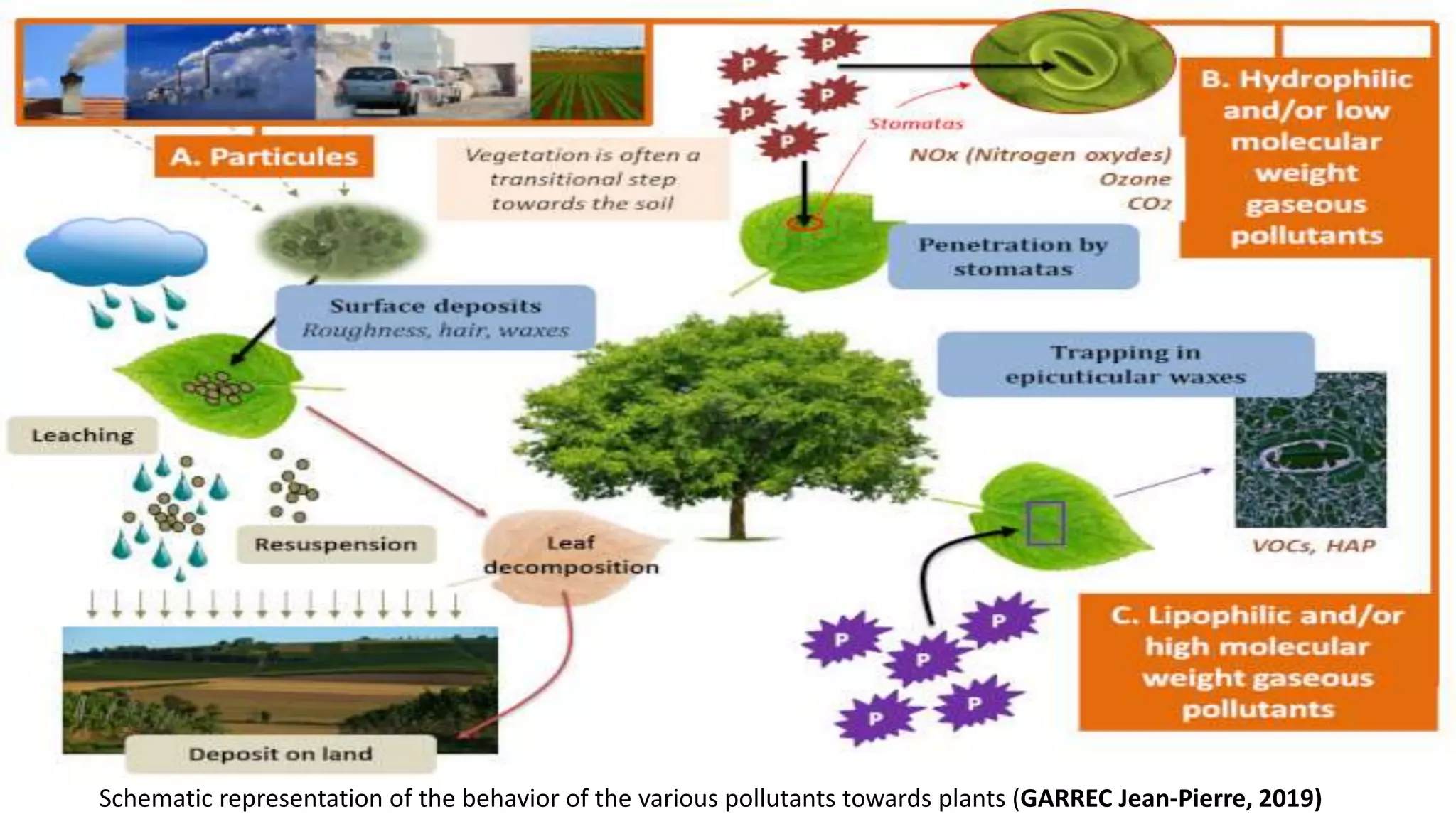 Schematic representation of the behavior of the various pollutants towards plants (GARREC Jean-Pierre, 2019)
 
