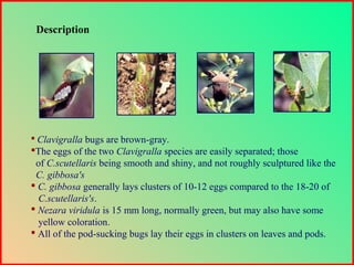 Description
 Clavigralla bugs are brown-gray.
The eggs of the two Clavigralla species are easily separated; those
of C.scutellaris being smooth and shiny, and not roughly sculptured like the
C. gibbosa's
 C. gibbosa generally lays clusters of 10-12 eggs compared to the 18-20 of
C.scutellaris's.
 Nezara viridula is 15 mm long, normally green, but may also have some
yellow coloration.
 All of the pod-sucking bugs lay their eggs in clusters on leaves and pods.
 