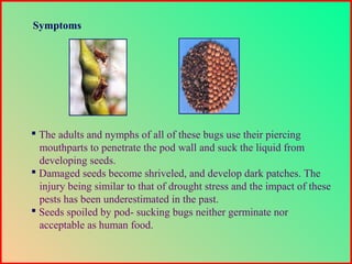  The adults and nymphs of all of these bugs use their piercing
mouthparts to penetrate the pod wall and suck the liquid from
developing seeds.
 Damaged seeds become shriveled, and develop dark patches. The
injury being similar to that of drought stress and the impact of these
pests has been underestimated in the past.
 Seeds spoiled by pod- sucking bugs neither germinate nor
acceptable as human food.
Symptoms
 