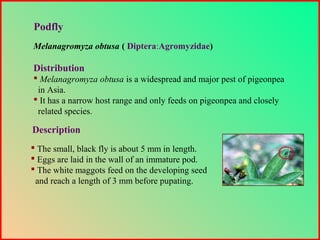 Melanagromyza obtusa ( Diptera:Agromyzidae)
Distribution
 Melanagromyza obtusa is a widespread and major pest of pigeonpea
in Asia.
 It has a narrow host range and only feeds on pigeonpea and closely
related species.
Podfly
 The small, black fly is about 5 mm in length.
 Eggs are laid in the wall of an immature pod.
 The white maggots feed on the developing seed
and reach a length of 3 mm before pupating.
Description
 