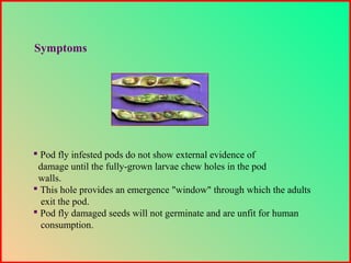  Pod fly infested pods do not show external evidence of
damage until the fully-grown larvae chew holes in the pod
walls.
 This hole provides an emergence "window" through which the adults
exit the pod.
 Pod fly damaged seeds will not germinate and are unfit for human
consumption.
Symptoms
 