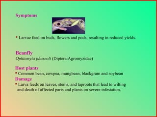  Larvae feed on buds, flowers and pods, resulting in reduced yields.
Symptoms
Beanfly
Ophiomyia phaseoli (Diptera:Agromyzidae)
Host plants
 Common bean, cowpea, mungbean, blackgram and soybean
Damage
 Larva feeds on leaves, stems, and taproots that lead to wilting
and death of affected parts and plants on severe infestation.
 