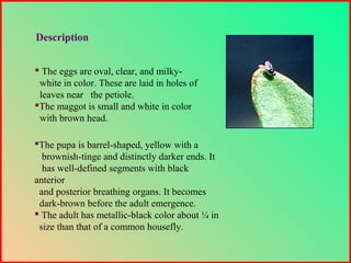 The pupa is barrel-shaped, yellow with a
brownish-tinge and distinctly darker ends. It
has well-defined segments with black
anterior
and posterior breathing organs. It becomes
dark-brown before the adult emergence.
 The adult has metallic-black color about ¼ in
size than that of a common housefly.
Description
 The eggs are oval, clear, and milky-
white in color. These are laid in holes of
leaves near the petiole.
The maggot is small and white in color
with brown head.
 