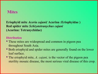 Eriophyid mite Aceria cajani( Acarina :Eriophyidae )
Red spider mite Schizotetranychus cajani
(Acarina: Tetranychidae)
Distribution
 These mites are widespread and common in pigeon pea
throughout South Asia.
 Both eriophyid and spider mites are generally found on the lower
leaf surface.
 The eriophyid mite, A. cajani, is the vector of the pigeon pea
sterility mosaic disease, the most serious viral disease of this crop.
Mites
 