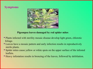  Plants infected with sterility mosaic disease develop light green, chlorotic
foliage.
 Leaves have a mosaic pattern and early infection results in reproductively
sterile plants.
 Spider mites cause yellow or white spots on the upper surface of the infested
leaflets.
 Heavy infestation results in bronzing of the leaves, followed by defoliation.
Symptoms
Pigeonpea leaves damaged by red spider mites
 