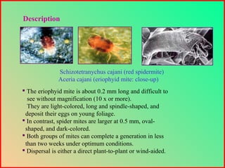  The eriophyid mite is about 0.2 mm long and difficult to
see without magnification (10 x or more).
They are light-colored, long and spindle-shaped, and
deposit their eggs on young foliage.
 In contrast, spider mites are larger at 0.5 mm, oval-
shaped, and dark-colored.
 Both groups of mites can complete a generation in less
than two weeks under optimum conditions.
 Dispersal is either a direct plant-to-plant or wind-aided.
Schizotetranychus cajani (red spidermite)
Aceria cajani (eriophyid mite: close-up)
Description
 