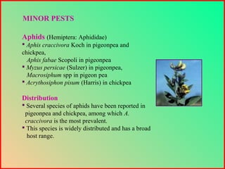Aphids (Hemiptera: Aphididae)
 Aphis craccivora Koch in pigeonpea and
chickpea,
Aphis fabae Scopoli in pigeonpea
 Myzus persicae (Sulzer) in pigeonpea,
Macrosiphum spp in pigeon pea
 Acrythosiphon pisum (Harris) in chickpea
Distribution
 Several species of aphids have been reported in
pigeonpea and chickpea, among which A.
craccivora is the most prevalent.
 This species is widely distributed and has a broad
host range.
MINOR PESTS
 