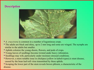  A. craccivora is common in a number of leguminous crops.
 The adults are black and shiny, up to 2 mm long and some are winged. The nymphs are
similar to the adults but smaller.
 Aphids colonize the young shoots, flowers, and pods of crops.
 Young leaves of seedlings become twisted under heavy infestation.
 Seedlings may wilt, particularly under moisture-stressed conditions.
 However, a more notable issue in chickpea (yellow in kabuli-types).is stunt disease,
caused by the bean leaf-roll virus transmitted by these aphids.
 Scraping the lower part of the stem reveals brown phloem, a characteristic of the
disease.
Description
 