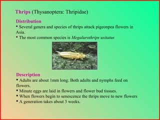 Description
 Adults are about 1mm long. Both adults and nymphs feed on
flowers.
 Minute eggs are laid in flowers and flower bud tissues.
 When flowers begin to senescence the thrips move to new flowers
 A generation takes about 3 weeks.
Thrips (Thysanoptera: Thripidae)
Distribution
 Several genera and species of thrips attack pigeonpea flowers in
Asia.
 The most common species is Megalurothrips usitatus
 