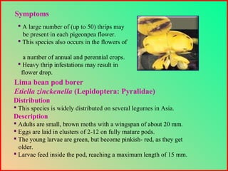 Symptoms
 A large number of (up to 50) thrips may
be present in each pigeonpea flower.
 This species also occurs in the flowers of
a number of annual and perennial crops.
 Heavy thrip infestations may result in
flower drop.
Distribution
 This species is widely distributed on several legumes in Asia.
Description
 Adults are small, brown moths with a wingspan of about 20 mm.
 Eggs are laid in clusters of 2-12 on fully mature pods.
 The young larvae are green, but become pinkish- red, as they get
older.
 Larvae feed inside the pod, reaching a maximum length of 15 mm.
Lima bean pod borer
Etiella zinckenella (Lepidoptera: Pyralidae)
 