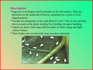 Description
 Eggs are oval-shaped, stand vertically on the leaf surface. They are
deposited on the underside of leaves, sometimes in a circle or oval-
shaped patterns.
 Nymph are transparent, ovate, and about 0.3 to 0.7 mm in size and they
move around on the plants looking for a feeding site upon hatching.
 Adults are about 1mm long with two pairs of white wings and light-
yellow bodies.
 Their bodies are covered with waxy powdery materials.
 