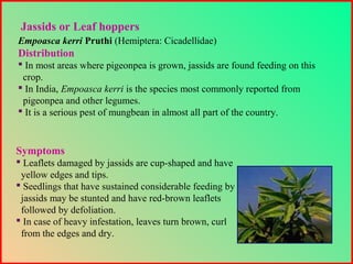 Empoasca kerri Pruthi (Hemiptera: Cicadellidae)
Distribution
 In most areas where pigeonpea is grown, jassids are found feeding on this
crop.
 In India, Empoasca kerri is the species most commonly reported from
pigeonpea and other legumes.
 It is a serious pest of mungbean in almost all part of the country.
Jassids or Leaf hoppers
Symptoms
 Leaflets damaged by jassids are cup-shaped and have
yellow edges and tips.
 Seedlings that have sustained considerable feeding by
jassids may be stunted and have red-brown leaflets
followed by defoliation.
 In case of heavy infestation, leaves turn brown, curl
from the edges and dry.
 