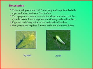  These small green insects 2.5 mm long suck sap from both the
upper and lower surface of the leaflets.
 The nymphs and adults have similar shape and color, but the
nymphs do not have wings and run sideways when disturbed.
 Eggs are laid along veins on the underside of leaflets.
 One generation requires 2 weeks under optimum conditions.
Description
Nymph Adult
 