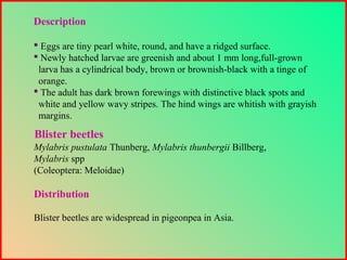 Description
 Eggs are tiny pearl white, round, and have a ridged surface.
 Newly hatched larvae are greenish and about 1 mm long,full-grown
larva has a cylindrical body, brown or brownish-black with a tinge of
orange.
 The adult has dark brown forewings with distinctive black spots and
white and yellow wavy stripes. The hind wings are whitish with grayish
margins.
Mylabris pustulata Thunberg, Mylabris thunbergii Billberg,
Mylabris spp
(Coleoptera: Meloidae)
Distribution
Blister beetles are widespread in pigeonpea in Asia.
Blister beetles
 