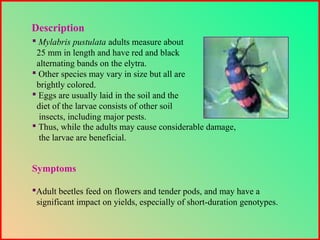 Symptoms
Adult beetles feed on flowers and tender pods, and may have a
significant impact on yields, especially of short-duration genotypes.
Description
 Thus, while the adults may cause considerable damage,
the larvae are beneficial.
 Mylabris pustulata adults measure about
25 mm in length and have red and black
alternating bands on the elytra.
 Other species may vary in size but all are
brightly colored.
 Eggs are usually laid in the soil and the
diet of the larvae consists of other soil
insects, including major pests.
 