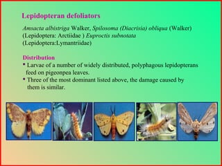 Amsacta albistriga Walker, Spilosoma (Diacrisia) obliqua (Walker)
(Lepidoptera: Arctiidae ) Euproctis subnotata
(Lepidoptera:Lymantriidae)
Distribution
 Larvae of a number of widely distributed, polyphagous lepidopterans
feed on pigeonpea leaves.
 Three of the most dominant listed above, the damage caused by
them is similar.
Lepidopteran defoliators
 