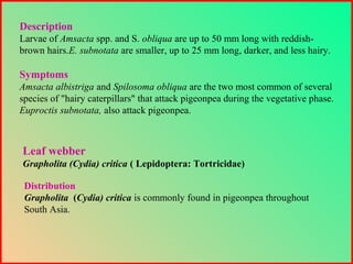 Description
Larvae of Amsacta spp. and S. obliqua are up to 50 mm long with reddish-
brown hairs.E. subnotata are smaller, up to 25 mm long, darker, and less hairy.
Symptoms
Amsacta albistriga and Spilosoma obliqua are the two most common of several
species of "hairy caterpillars" that attack pigeonpea during the vegetative phase.
Euproctis subnotata, also attack pigeonpea.
Leaf webber
Grapholita (Cydia) critica ( Lepidoptera: Tortricidae)
Distribution
Grapholita (Cydia) critica is commonly found in pigeonpea throughout
South Asia.
 