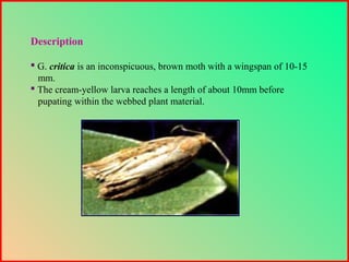 Description
 G. critica is an inconspicuous, brown moth with a wingspan of 10-15
mm.
 The cream-yellow larva reaches a length of about 10mm before
pupating within the webbed plant material.
 