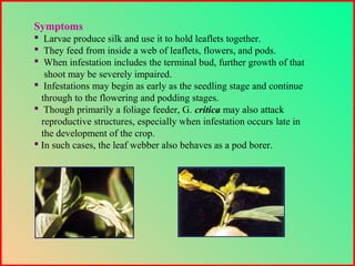 Symptoms
 Larvae produce silk and use it to hold leaflets together.
 They feed from inside a web of leaflets, flowers, and pods.
 When infestation includes the terminal bud, further growth of that
shoot may be severely impaired.
 Infestations may begin as early as the seedling stage and continue
through to the flowering and podding stages.
 Though primarily a foliage feeder, G. critica may also attack
reproductive structures, especially when infestation occurs late in
the development of the crop.
 In such cases, the leaf webber also behaves as a pod borer.
 