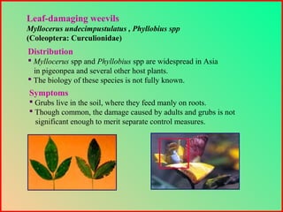 Distribution
 Myllocerus spp and Phyllobius spp are widespread in Asia
in pigeonpea and several other host plants.
 The biology of these species is not fully known.
Leaf-damaging weevils
Myllocerus undecimpustulatus , Phyllobius spp
(Coleoptera: Curculionidae)
Symptoms
 Grubs live in the soil, where they feed manly on roots.
 Though common, the damage caused by adults and grubs is not
significant enough to merit separate control measures.
 