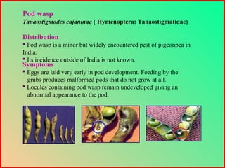 Pod wasp
Tanaostigmodes cajaninae ( Hymenoptera: Tanaostigmatidae)
Distribution
 Pod wasp is a minor but widely encountered pest of pigeonpea in
India.
 Its incidence outside of India is not known.
Symptoms
 Eggs are laid very early in pod development. Feeding by the
grubs produces malformed pods that do not grow at all.
 Locules containing pod wasp remain undeveloped giving an
abnormal appearance to the pod.
 