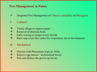  Integrated Pest Management of Tobacco caterpillar on Blackgram
I. Cultural :
 Timely tillage to expose pupae
 Removal of alternate hosts
 Early sowing to escape severe broods
 Raise trap crops like castor for oviposition, larval development.
II. Mechanical
 Monitor with Pheromone traps @ 10/ha
 Remove egg masses / skeletonized leaves
 Pick and destroy the grown up larvae.
Pest Management in Pulses
 